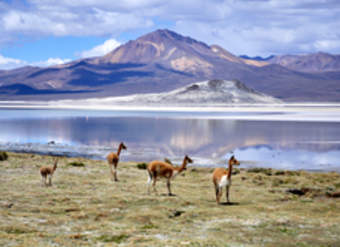 Salar