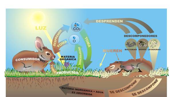 Ciclo de la vida animal