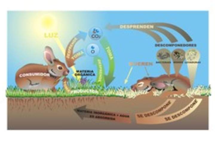 Ciclo de la vida animal