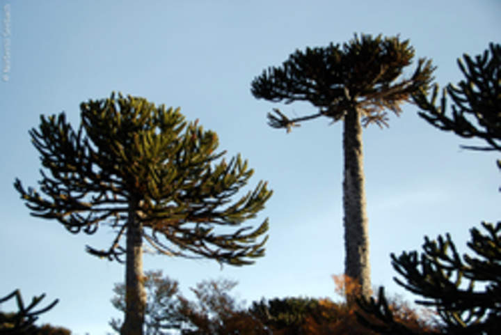 Araucaria