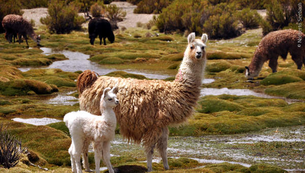 Llamas