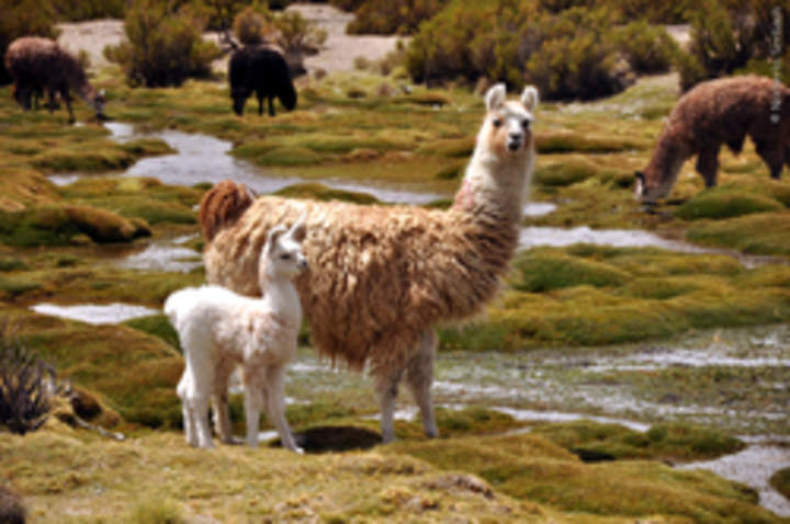 Llamas