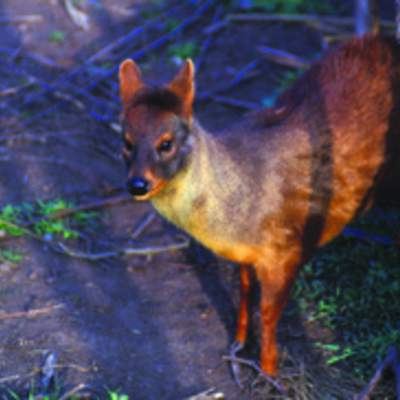 Pudú