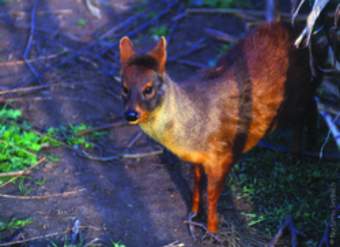 Pudú