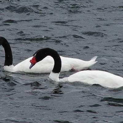 Cisnes cuello negro