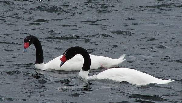 Cisnes cuello negro