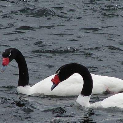 Cisnes cuello negro