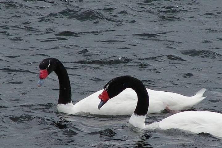 Cisnes cuello negro