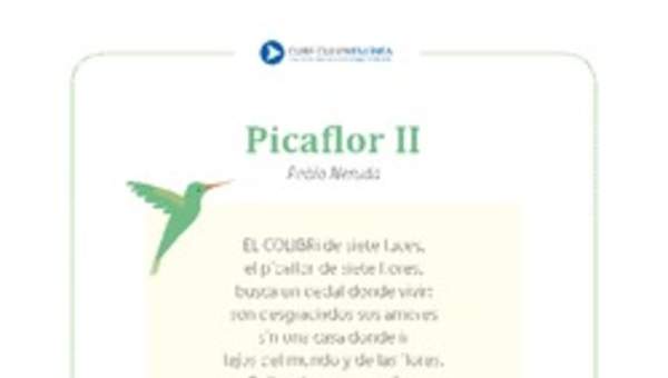 Picaflor