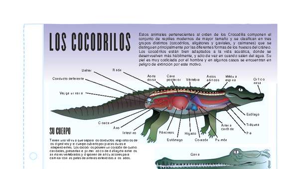 Cocodrilos