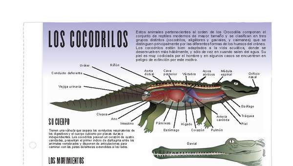 Cocodrilos