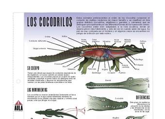 Cocodrilos