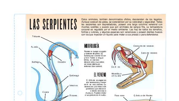 Serpientes