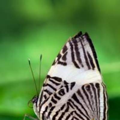 Mariposa