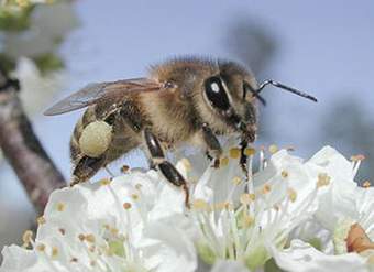 Abeja