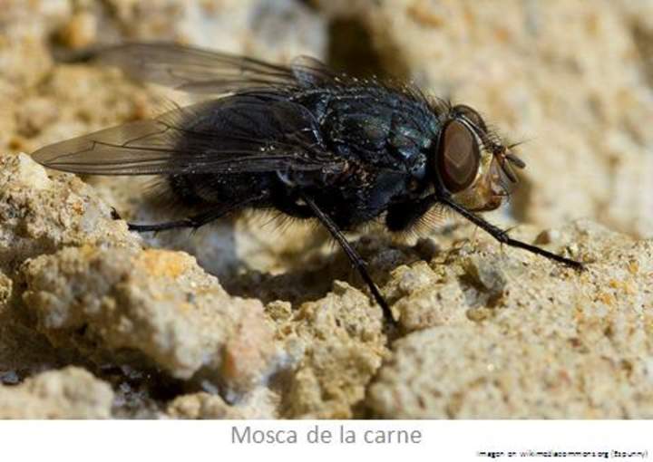 Mosca