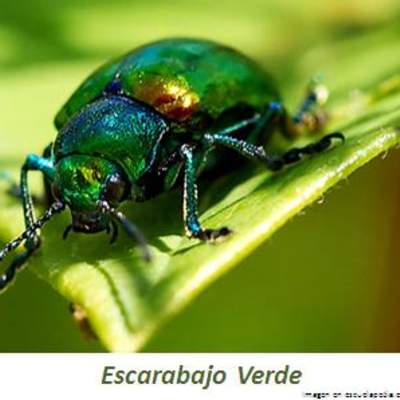 Escarabajo verde