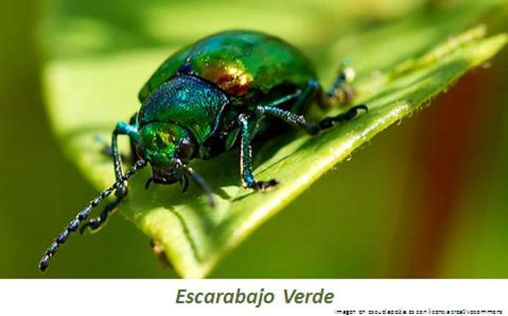 Escarabajo verde