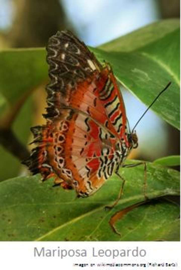 Mariposa Leopardo