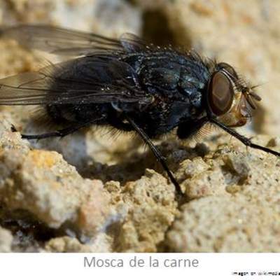 Mosca de la carne