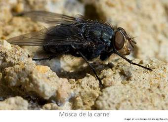 Mosca de la carne