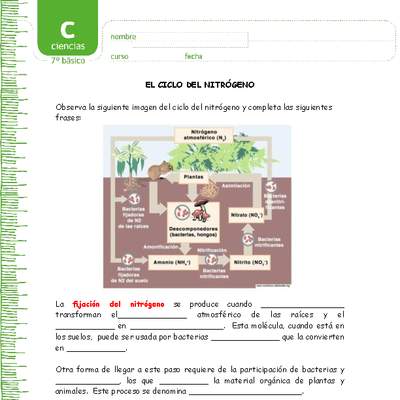 El ciclo del nitrógeno