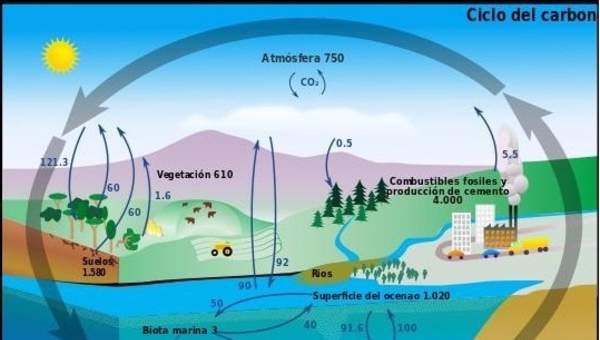 El ciclo del carbono