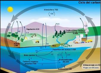 El ciclo del carbono