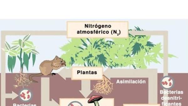 El ciclo del nitrógeno