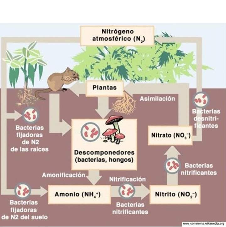 El ciclo del nitrógeno