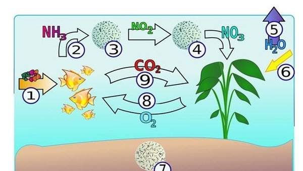 El ciclo del nitrógeno en un acuario