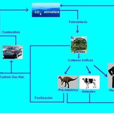 Diagrama del ciclo del carbono