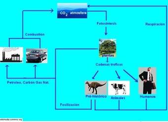 Diagrama del ciclo del carbono