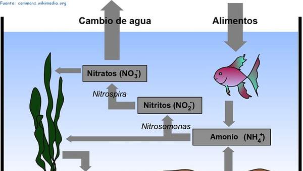 El ciclo del nitrógeno en el agua