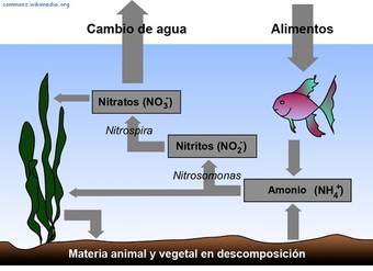 El ciclo del nitrógeno en el agua