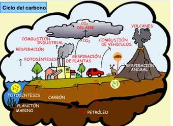 El ciclo del carbono