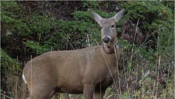 Huemul