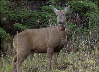 Huemul