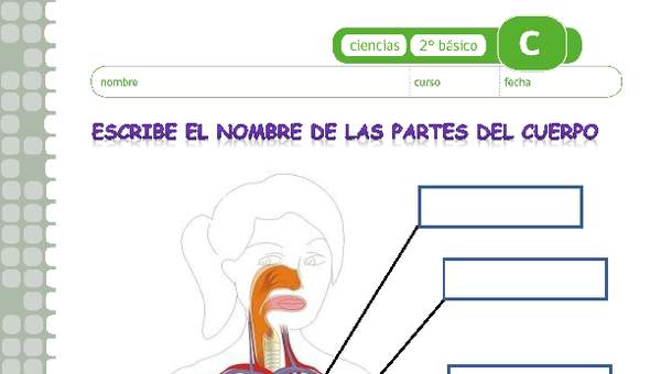 Escribe el nombre de los órganos del cuerpo humano