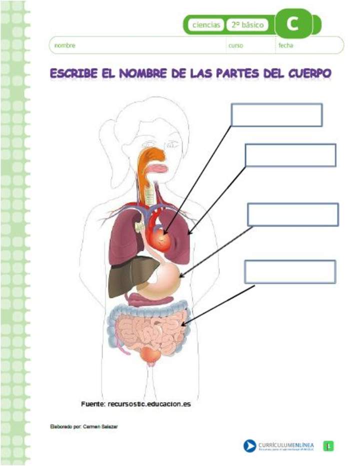 Escribe el nombre de los órganos del cuerpo humano