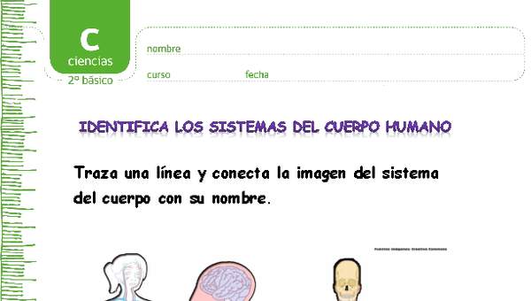 Identifica los sistemas del cuerpo humano