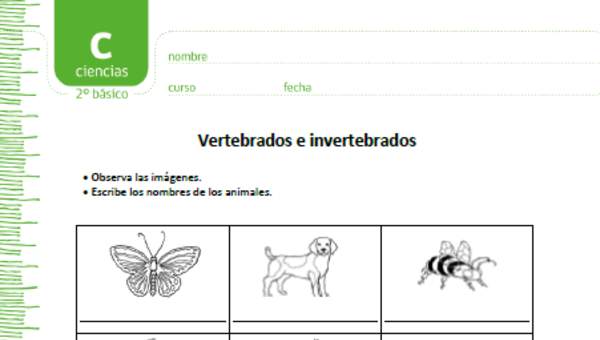 Vertebrados e invertebrados