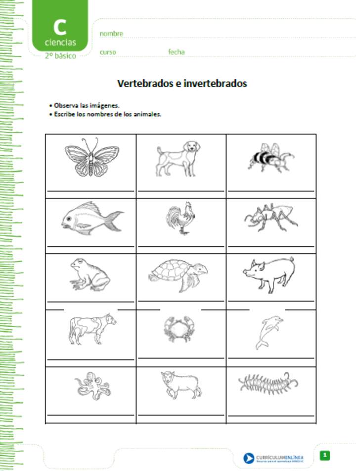 Vertebrados e invertebrados