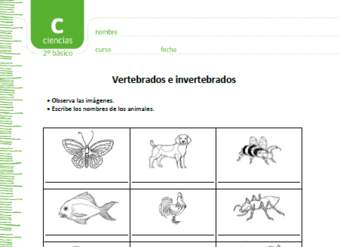 Vertebrados e invertebrados