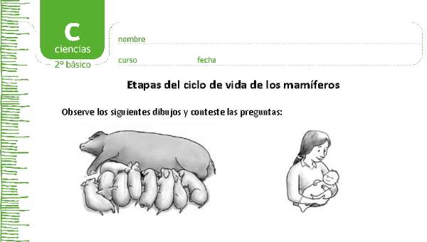 Etapas del ciclo de vida de los mamíferos