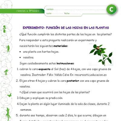 Experimento: La función de las hojas en las plantas