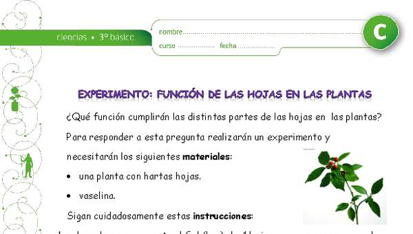 Experimento: La función de las hojas en las plantas