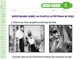 Investigando sobre las plantas autóctonas chilenas