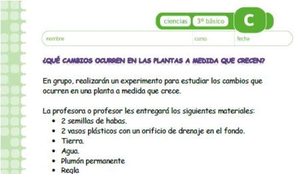 ¿Qué cambios se producen en las plantas a medida que crecen?