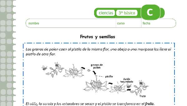 Frutos y semillas